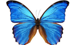 Butterfly's wing.png